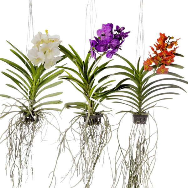 Orchidée Vanda aérienne 65 cm