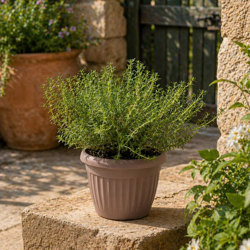 origano in vaso su terrazzo pianta aromatica mediterranea resistente al sole