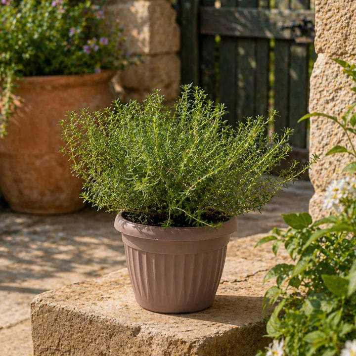 origano in vaso su terrazzo pianta aromatica mediterranea resistente al sole