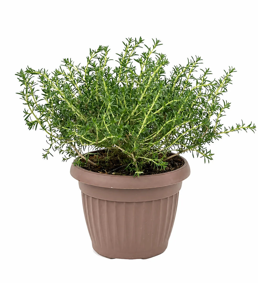 origano officinale in vaso marrone pianta aromatica da cucina sempreverde