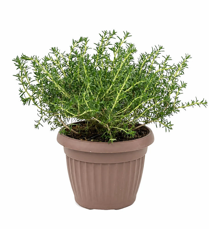origano officinale in vaso marrone pianta aromatica da cucina sempreverde