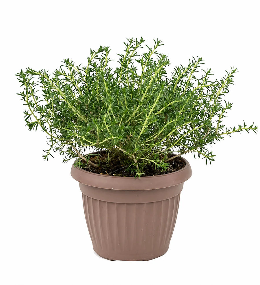 origano officinale in vaso marrone pianta aromatica da cucina sempreverde