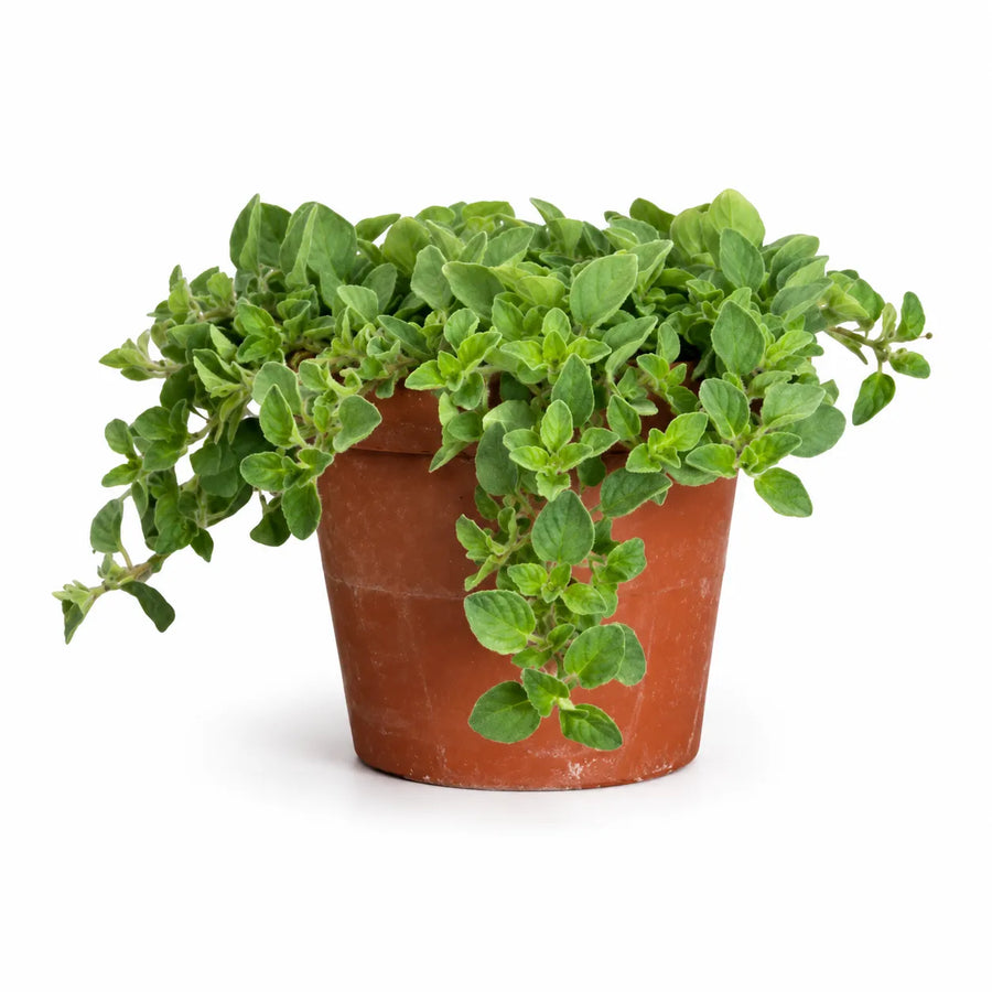 Pianta di Origano Vulgare in vaso da coltivazione, con foglie verdi aromatiche su sfondo bianco