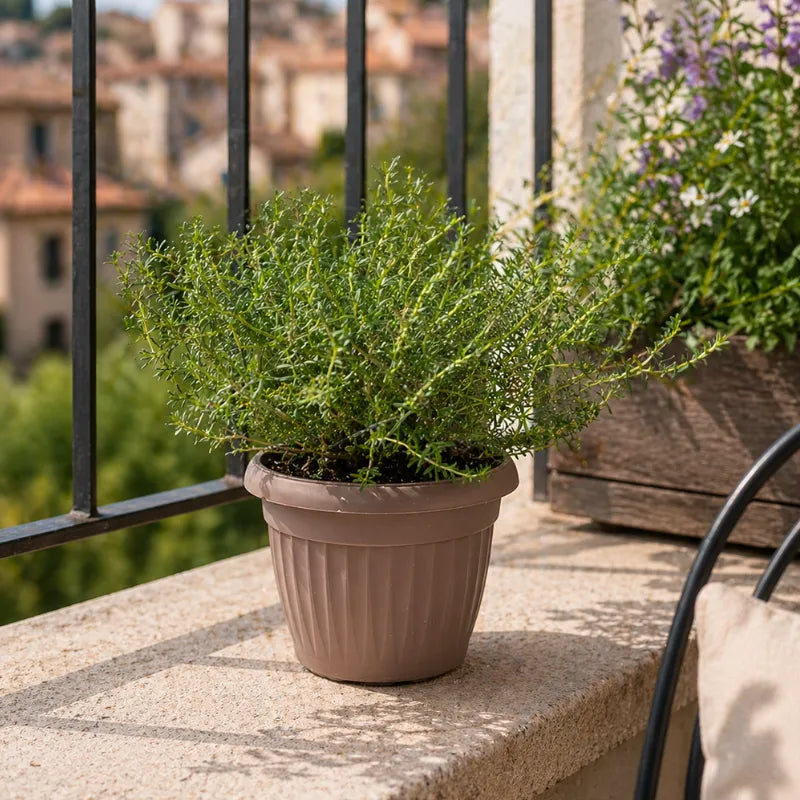 pianta di origano in vaso su balcone soleggiato erba aromatica facile da coltivare