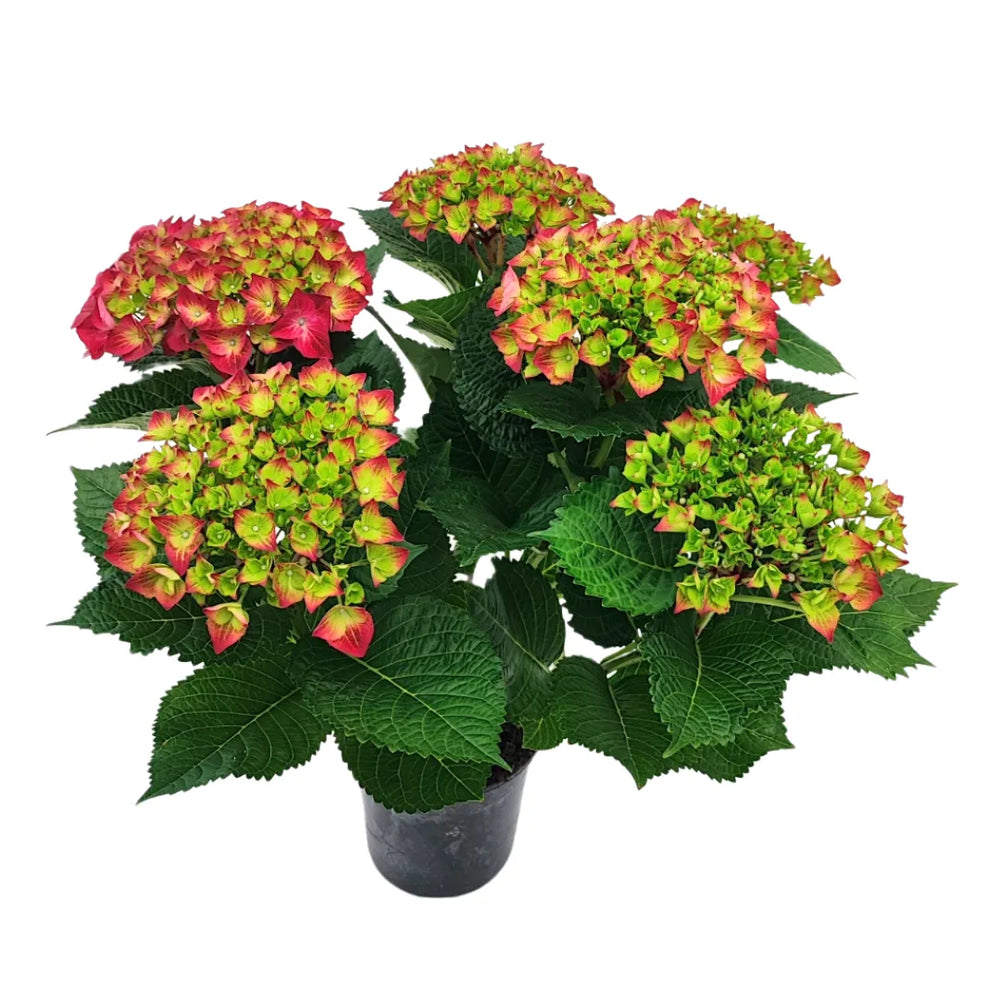 Ortensia fiorita in vaso da 15 cm con infiorescenze compatte rosa-verdi, pianta ornamentale ideale per balconi, terrazzi e decorazioni da esterno.