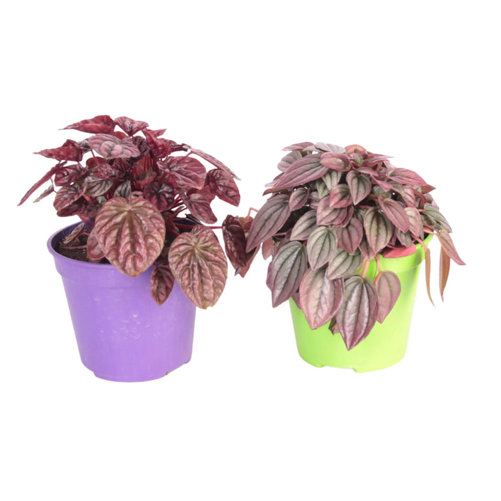 Peperomia Caperata - pianta da interno con foglie rugose verde scuro e riflessi bronzei