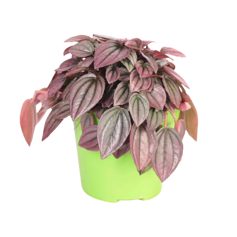 Peperomia Caperata Rosso - dettaglio delle foglie carnose e venate con sfumature rossastre
