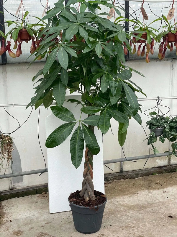 PACHIRA AQUATIQUE TRESSÉE D. 27