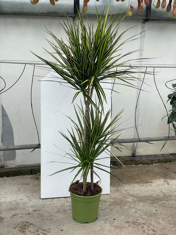 DRACAENA MARGINATA KIWI D. 19