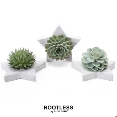 COMPOSITION 7 ÉTOILES AVEC DES SUCCULENTES