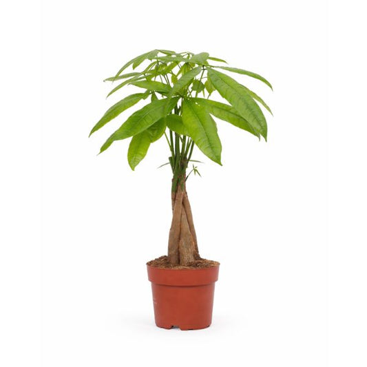 Pachira Aquatica in vaso da vivaio su sfondo bianco, pianta da interno con foglie palmate verde brillante e tronco intrecciato.