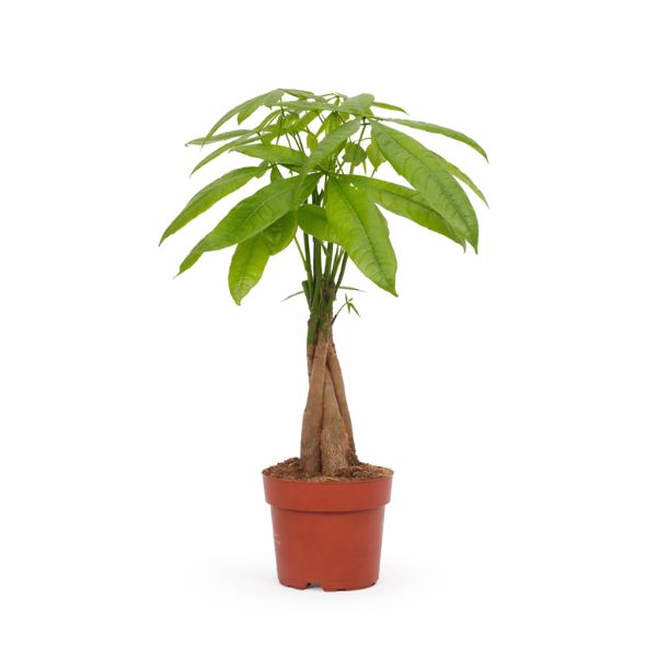 Pachira Aquatica in vaso da vivaio su sfondo bianco, pianta da interno con foglie palmate verde brillante e tronco intrecciato.