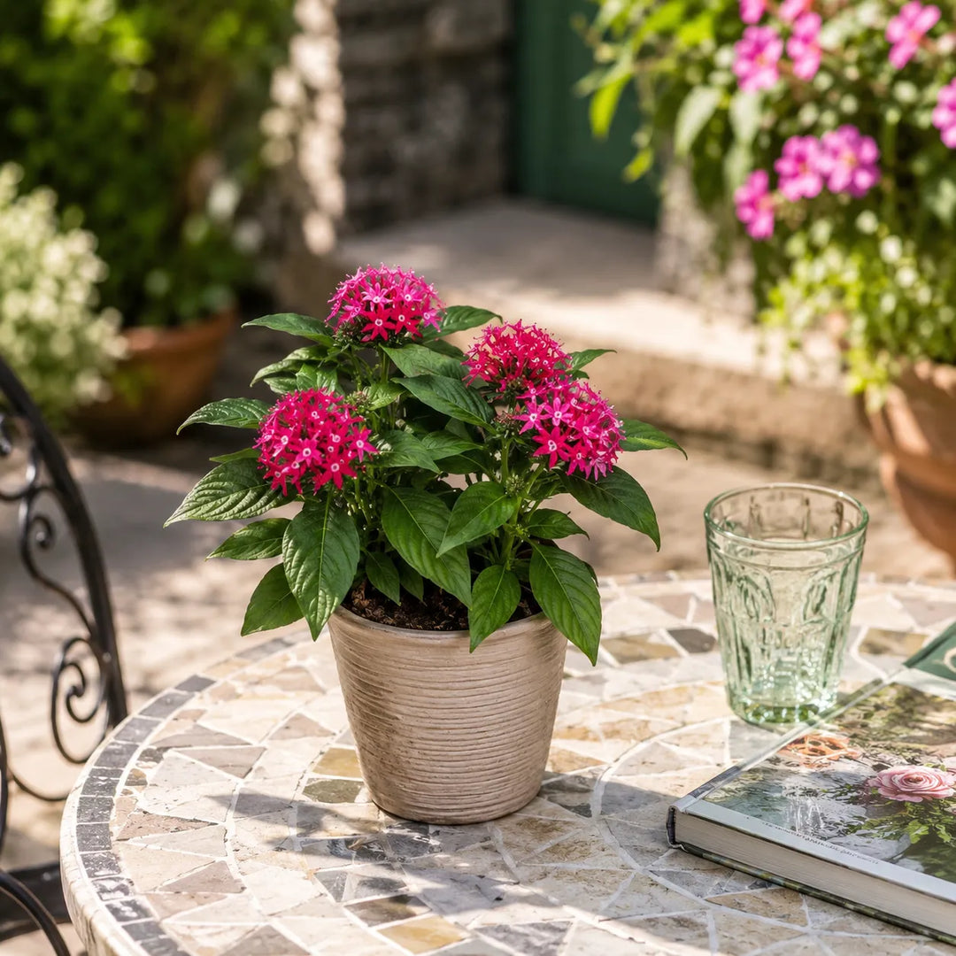 Pianta di Pentas dai fiori rosa inserita in un vaso decorativo su tavolo da giardino, ideale per arredare terrazzi e spazi esterni.