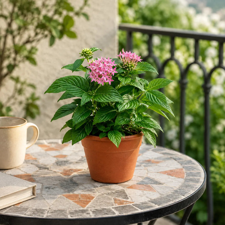 Pianta di Pentas con fioritura rosa in vaso di terracotta su tavolo da balcone, perfetta per decorare terrazzi e giardini.