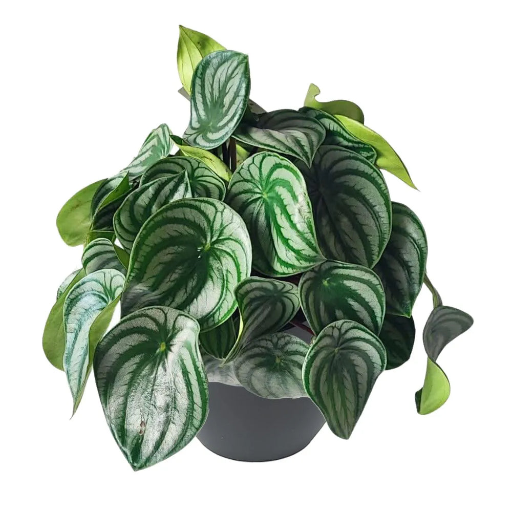 Peperomia Argyreia - pianta da interno in vaso antracite, con foglie che ricordano l'anguria