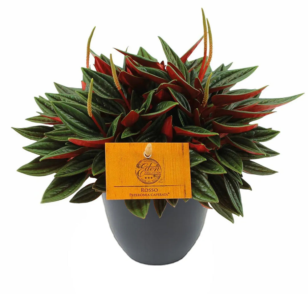 Peperomia Caperata - pianta compatta con foglie rosse e verdi in vaso antracite