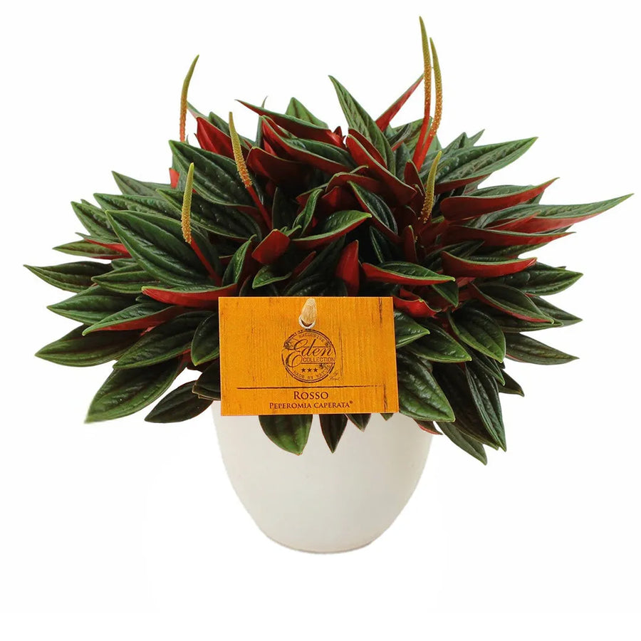 Peperomia Caperata Rossa - pianta da interno con vaso avorio in plastica riciclata