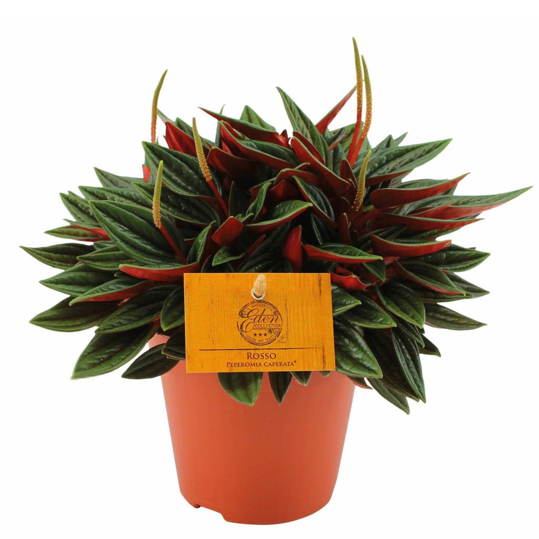 Peperomia Caperata Rossa online - pianta da interno colorata in vaso standard