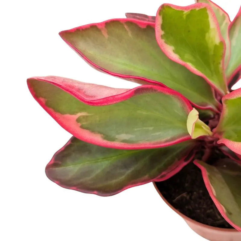 Peperomia Jellie - dettaglio ravvicinato delle foglie carnose variegate