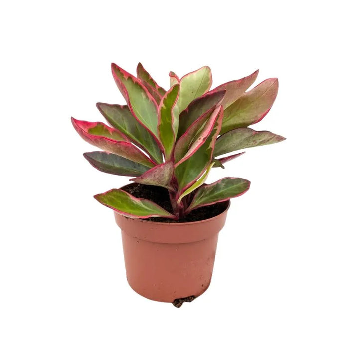 Peperomia Clusiifolia Jellie - pianta da interno con foglie verdi e variegature rosa