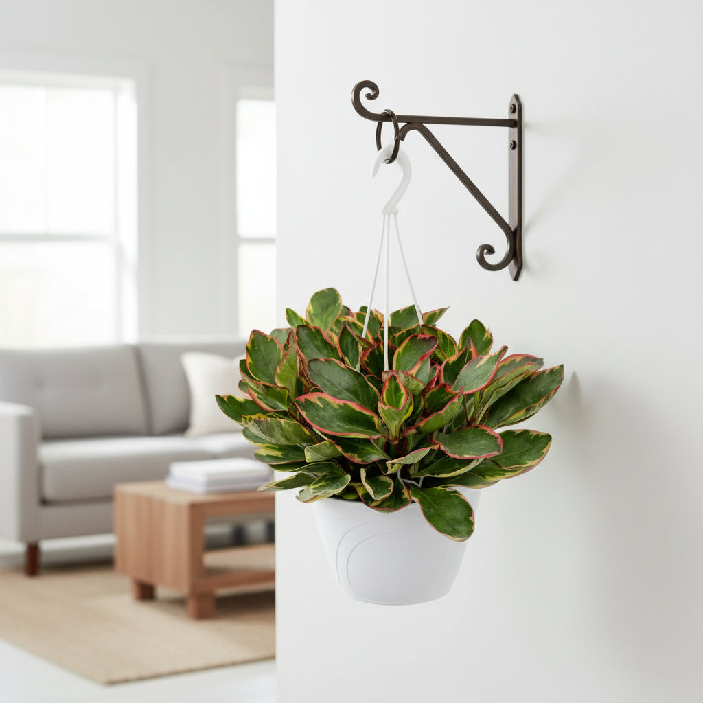 Peperomia clusifolia ginny - Dettaglio foglie tricolore in vaso sospeso, ideale per arredamento moderno