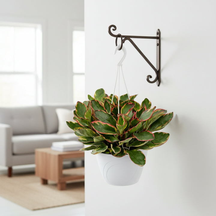 Peperomia clusifolia ginny - Dettaglio foglie tricolore in vaso sospeso, ideale per arredamento moderno
