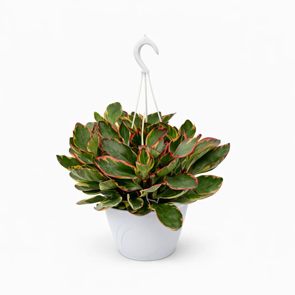 Peperomia clusiifolia Ginny panier 18 cm