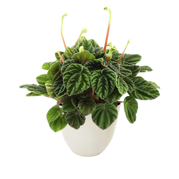 PEPEROMIA CAPERATA LILIAN - info