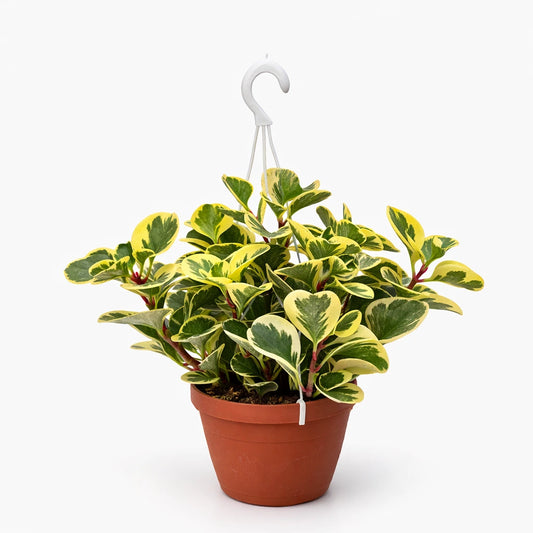 Peperomia Obtusifolia basket 20cm - pianta pendente con foglie variegate in cesto sospeso