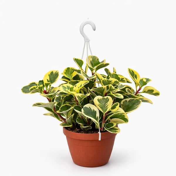 Peperomia obtusifolia panier 20 cm