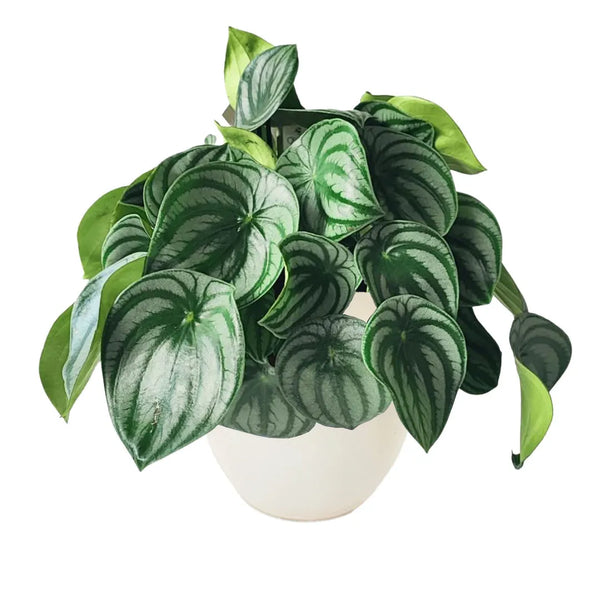 Peperomia argyreia D.17 cm