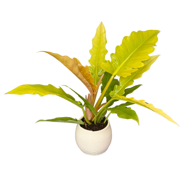 Philodendron "Ring of Fire" in vaso di ceramica bianca smaltata D. 14 cm H. 45
