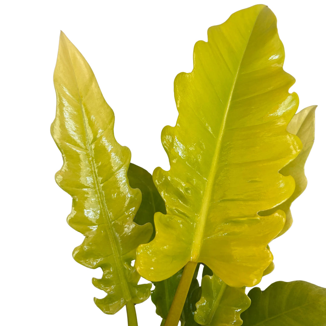Philodendron Ring of Fire - dettaglio foglie variegate giallo-verdi