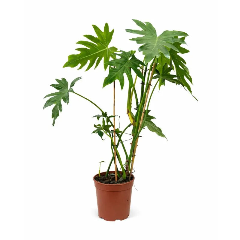 philodendron cura Philodendron Selloum Plante d'intérieur Giardini di Giulia — i Giardini di Giulia