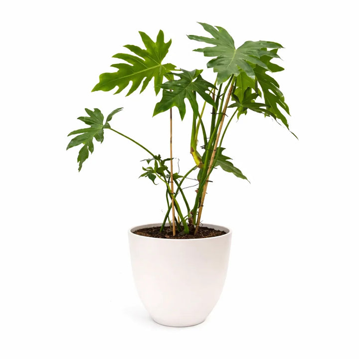 Philodendron Selloum - pianta da interni con foglie grandi e incise