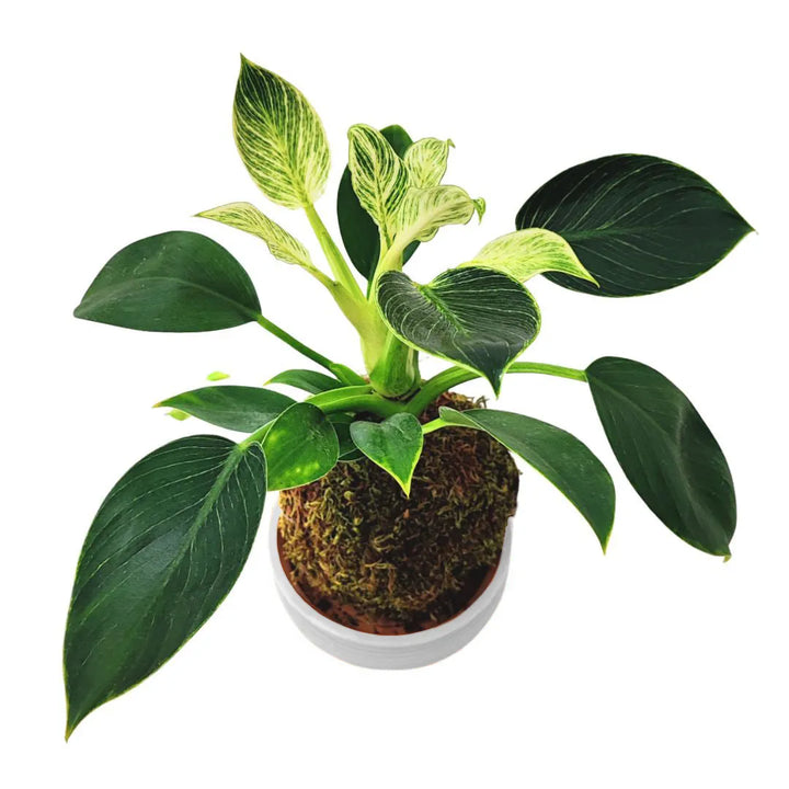 Kokedama Philodendron - dettaglio superiore con foglie striate e piattino bianco