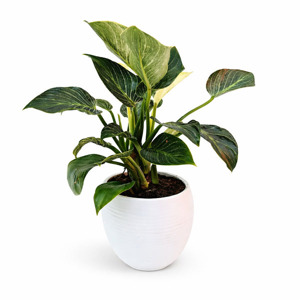 Philodendron birkin in vaso Manacor D.16