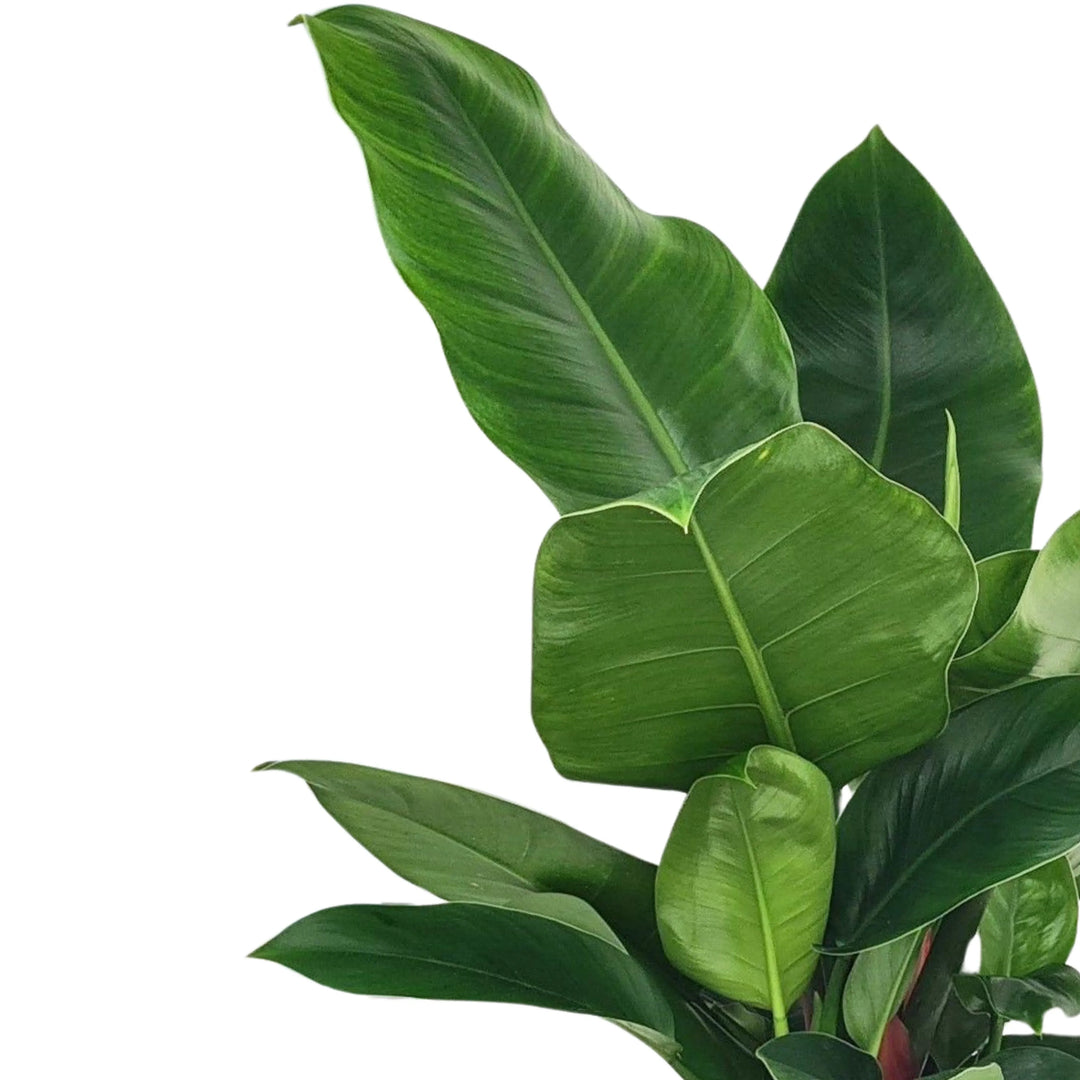 philodendron imperial verde Philodendron Imperial Green 60 cm I Giardini di Giulia — i Giardini di Giulia
