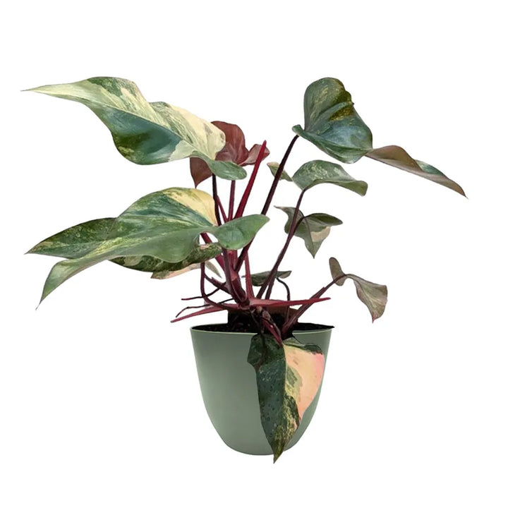 Philodendron Pink Princess H.60 cm - esemplare in vaso verde, ideale per ambienti moderni