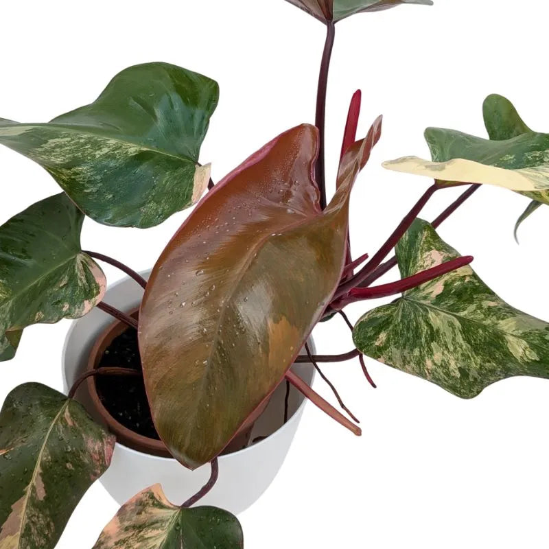Philodendron Pink Princess - dettaglio di una foglia giovane con sfumature rosa intenso