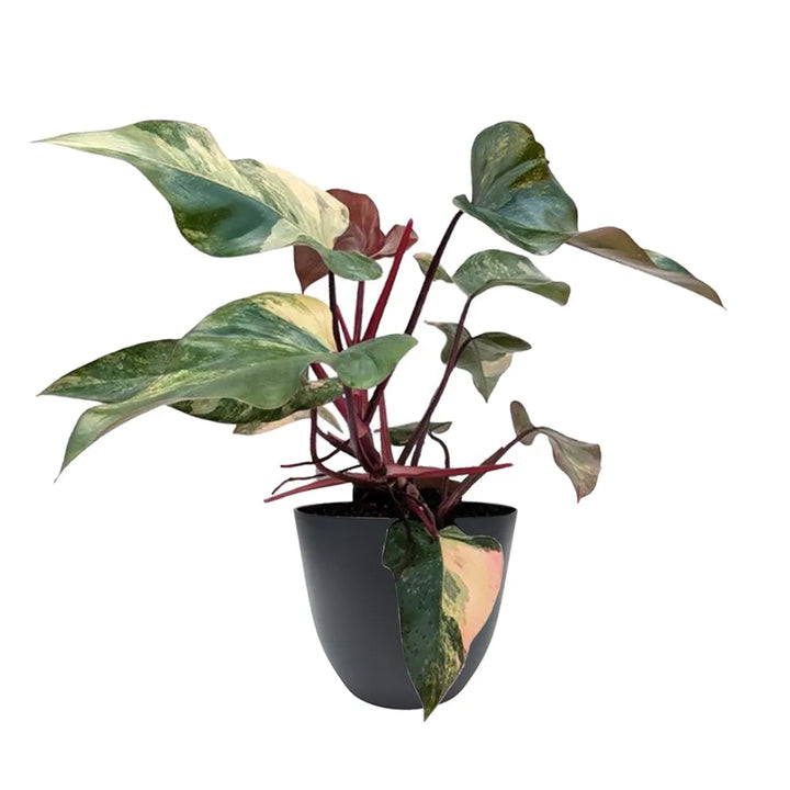 Philodendron Pink Princess - pianta da interno con foglie rosa e verdi in vaso nero
