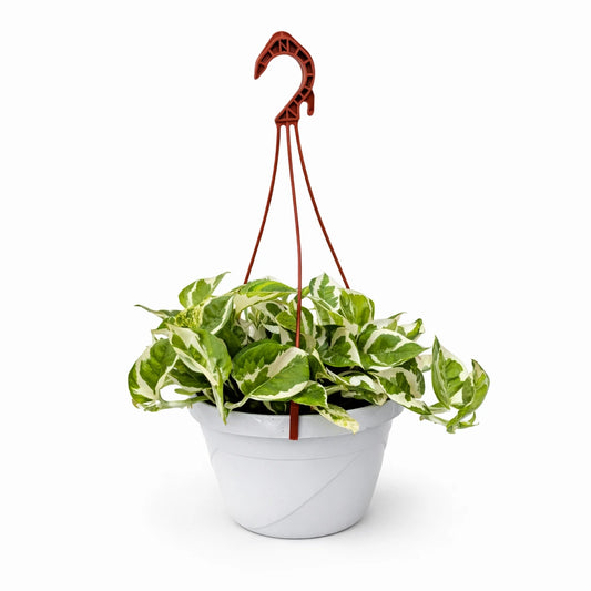 Pothos N'Joy hanging basket - pianta pendente con foglie variegate bianco-verdi in vaso da 20 cm