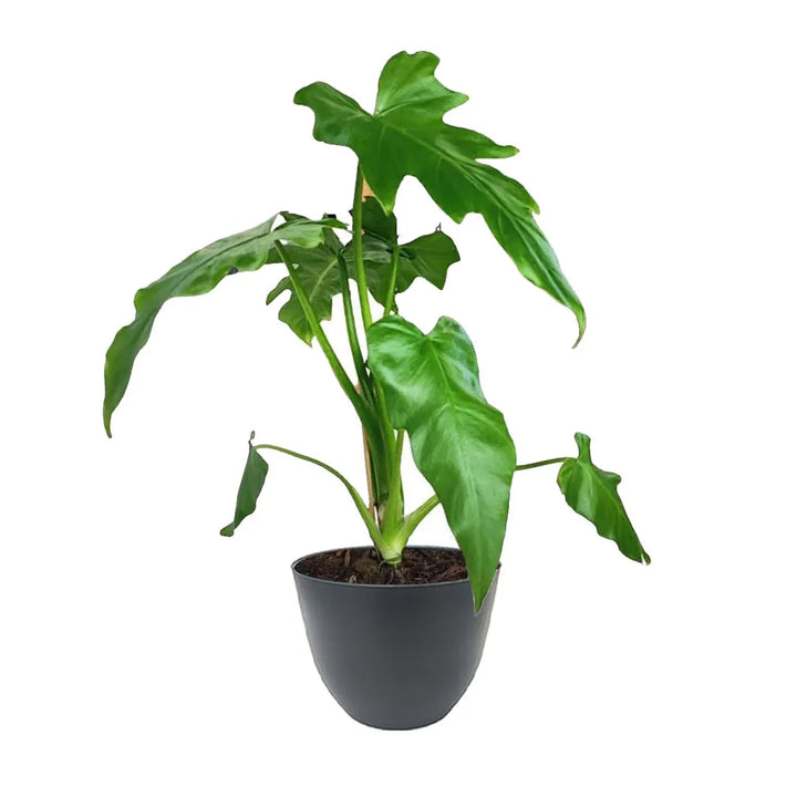 Philodendron Selloum - pianta da interno in vaso antracite, foglie decorative