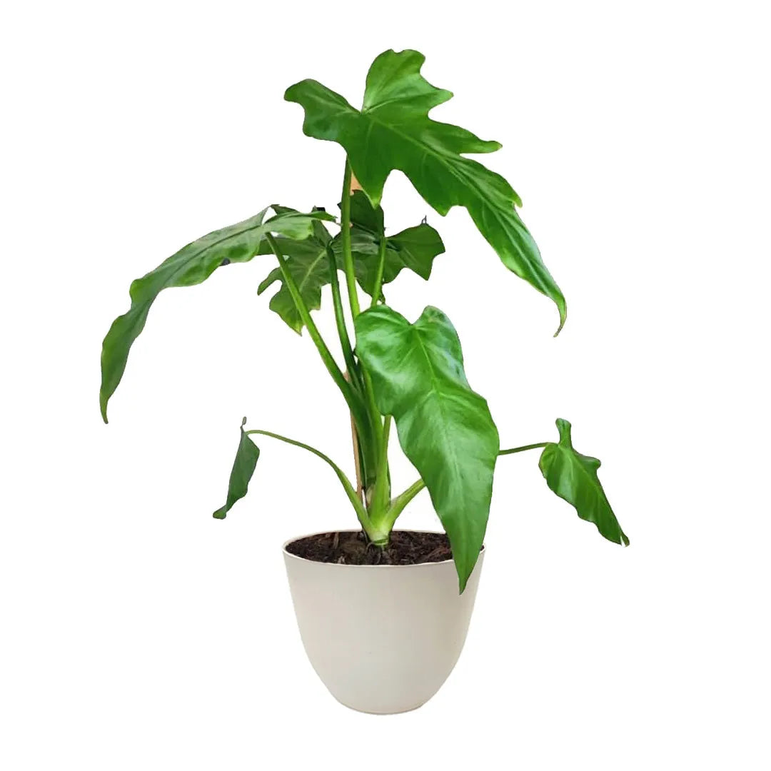 Philodendron Selloum - pianta tropicale in vaso avorio, foglie verdi lobate