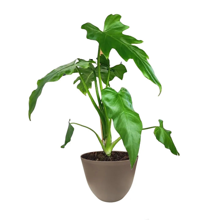 Philodendron Selloum - pianta tropicale in vaso tortora, ideale per interni