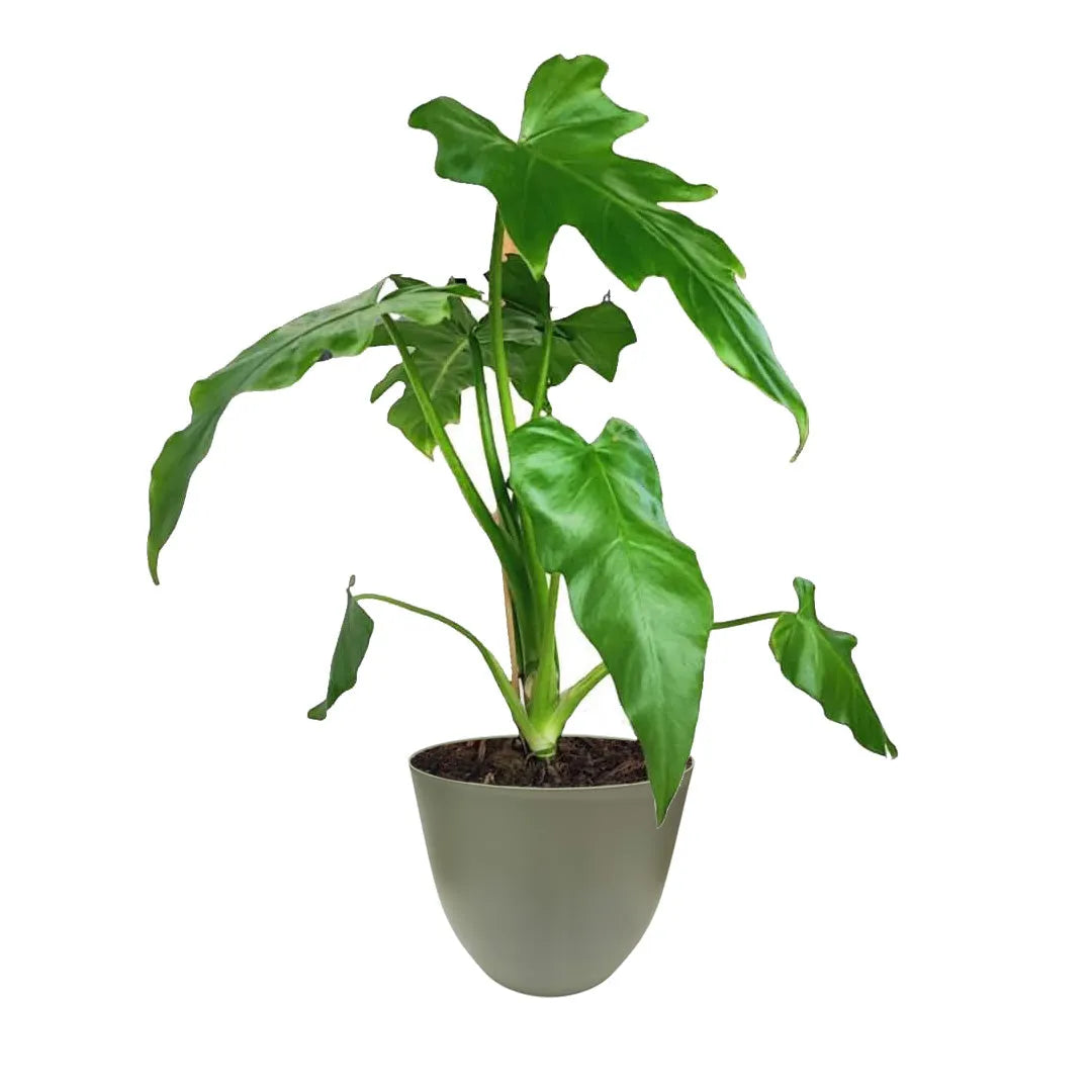 Philodendron Selloum - dettaglio foglie grandi e incise, vaso verde salvia