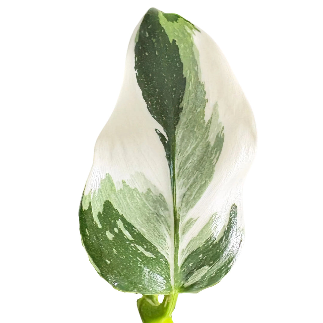 Philodendro White dettaglio foglia - variegatura bianco-verde