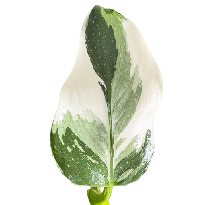 Philodendro White dettaglio foglia - variegatura bianco-verde