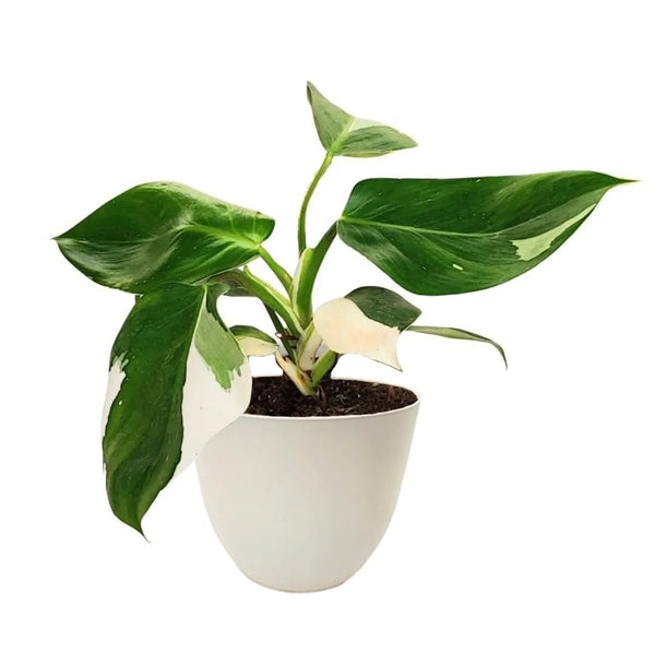 Philodendron Variegata White Wave en pot