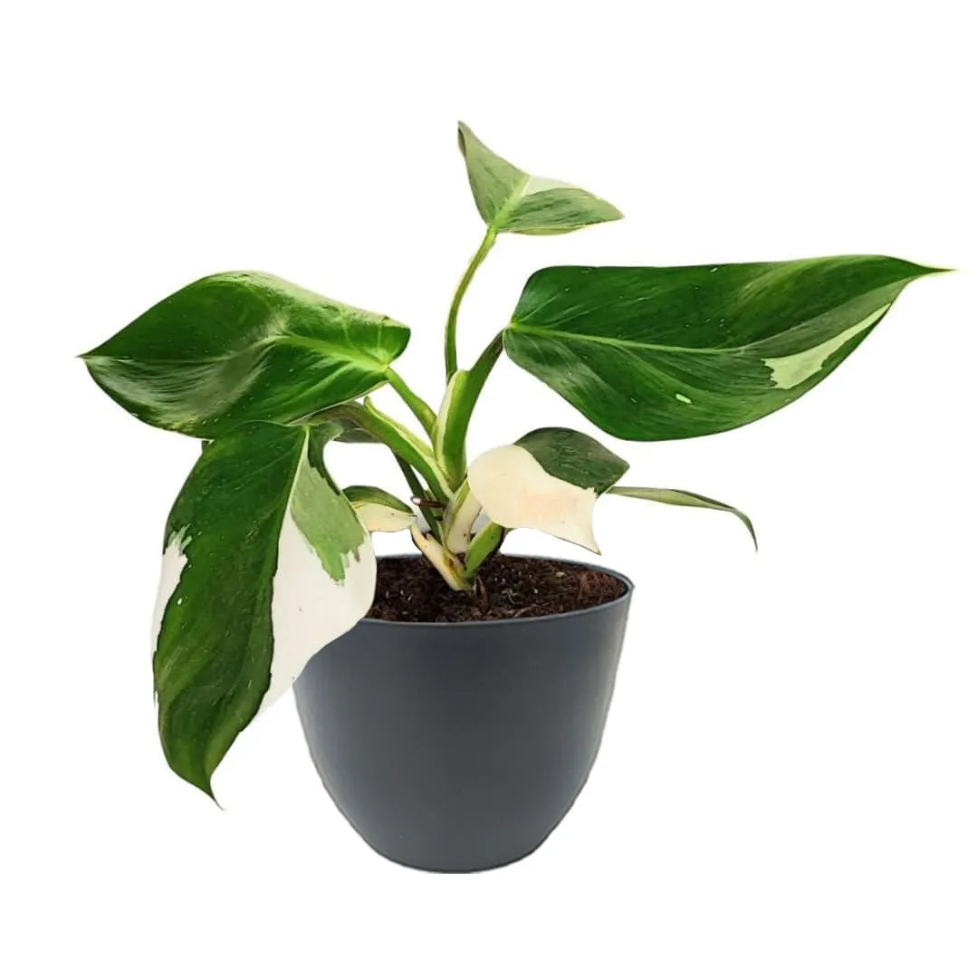 Philodendron White Wave in vaso di plastica riciclata antracite - vista frontale